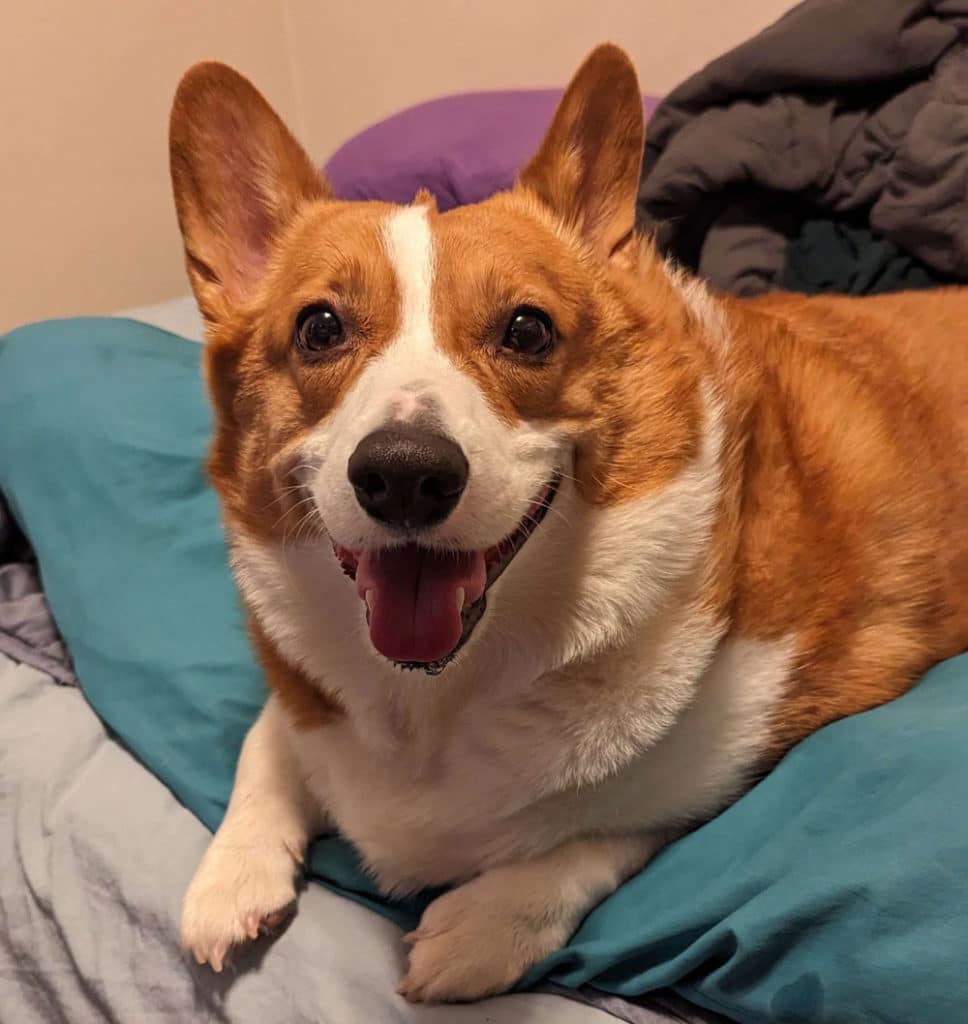 Photo of Jasper the corgi looking at the camera